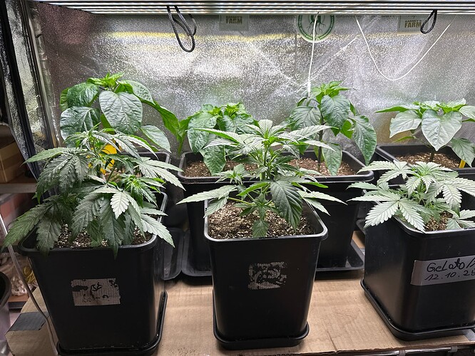 Growreport Bild 33