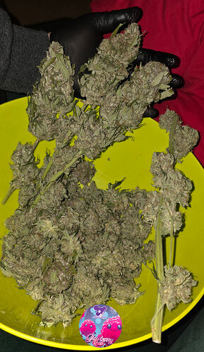 Growreport Bild 59