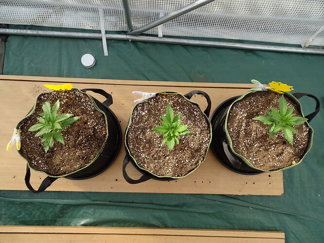 Growreport Bild 3