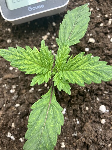 Growreport Bild 19