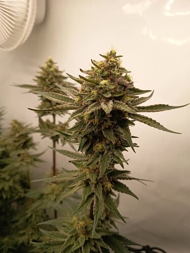 Growreport Bild 21