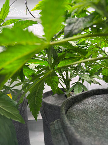 Growreport Bild 7