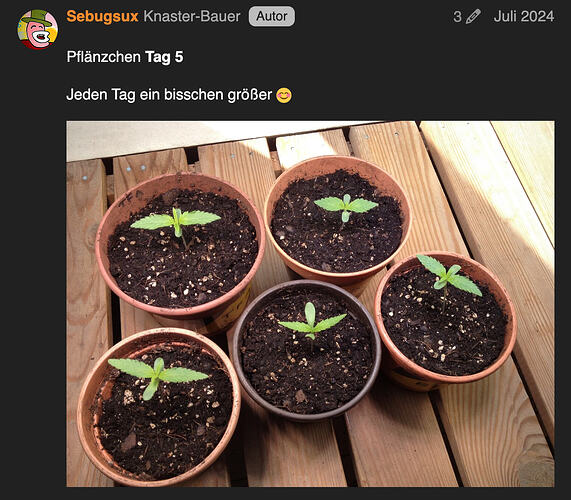 Anzucht24Tag5