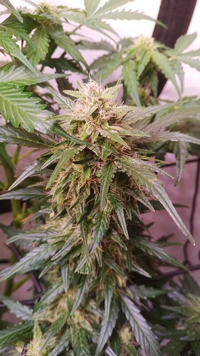 Growreport Bild 5