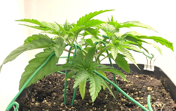 Growreport Bild 9