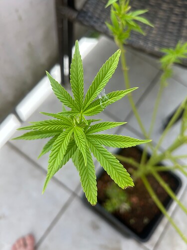 Growreport Bild 64