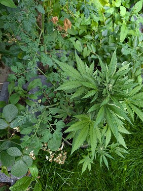 PXL_20250625_183600431