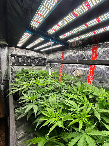 Cannabis-Pflanzen in einem Grow-Zelt unter LED-Beleuchtung