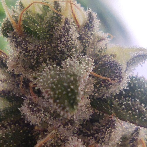 Growreport Bild 19