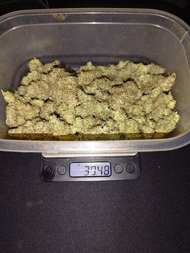 Ein Behälter mit geernteten Cannabis-Buds steht auf einer digitalen Waage, die 39,48 Gramm anzeigt.
