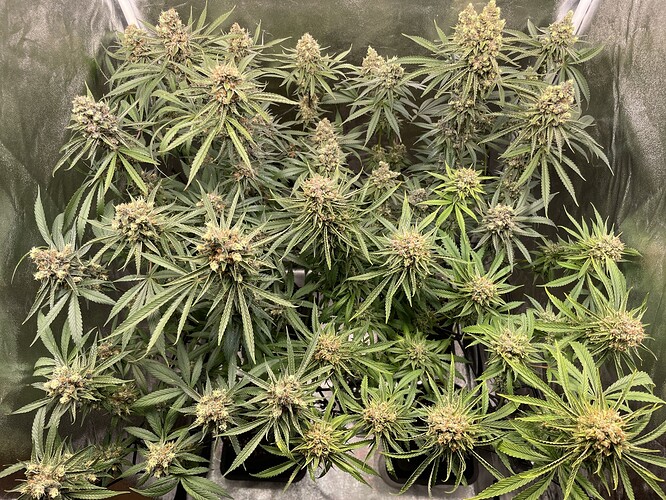 Growreport Bild 1