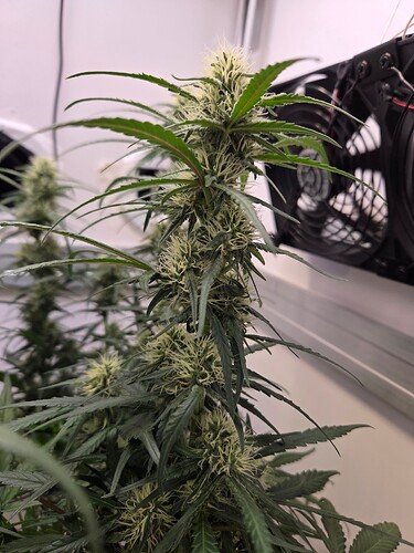 Growreport Bild 7