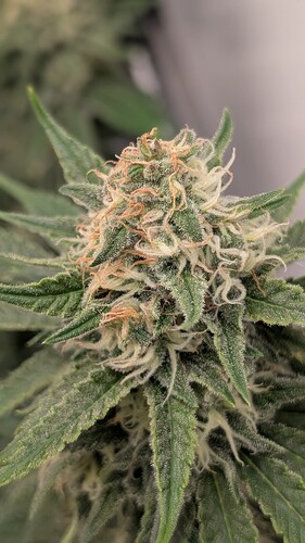 Growreport Bild 23