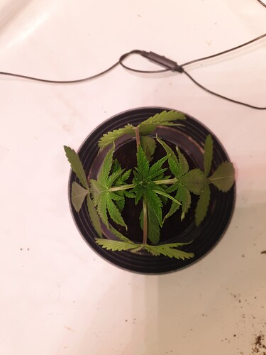 Growreport Bild 4