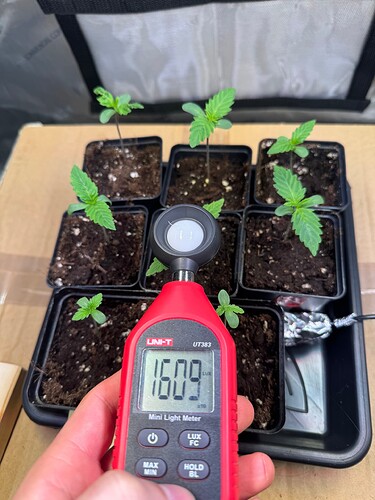 Growreport Bild 2