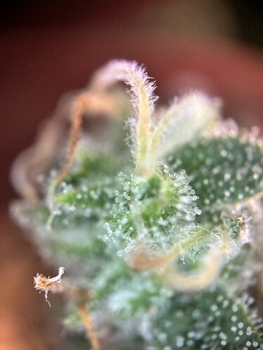 Growreport Bild 82