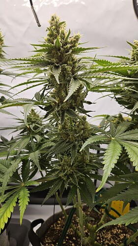 Growreport Bild 2