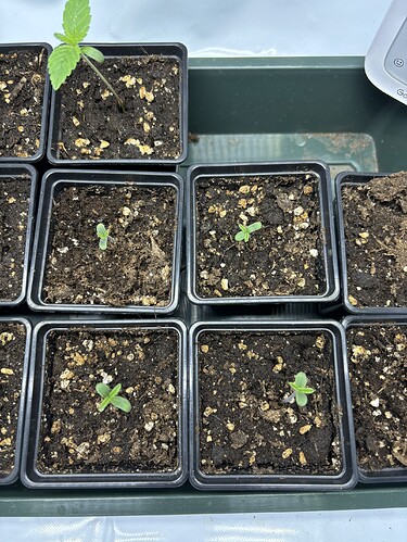 Growreport Bild 2