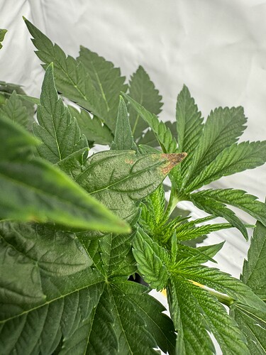 Growreport Bild 4