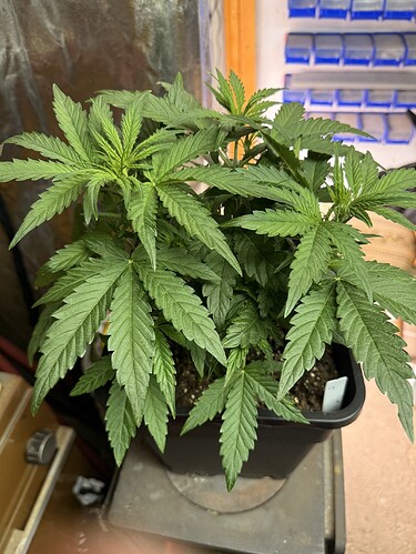Growreport Bild 5