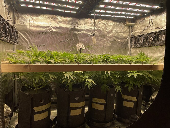 Vier große Cannabis-Pflanzen in Stofftöpfen unter einer LED-Wachstumslampe in einem Growzelt. Die Pflanzen sind dicht und zeigen kräftiges Blattwachstum.