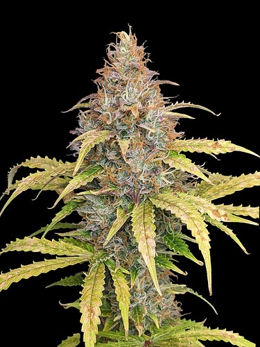 amnesia-xl-auto
