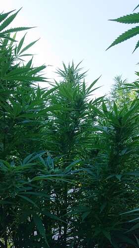 Growreport Bild 1