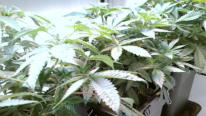Growreport Bild 9