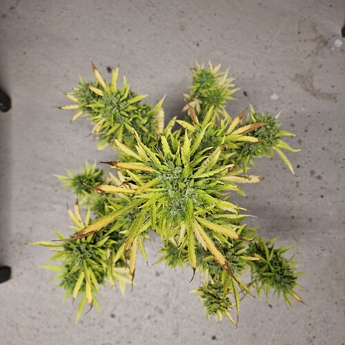 Growreport Bild 6