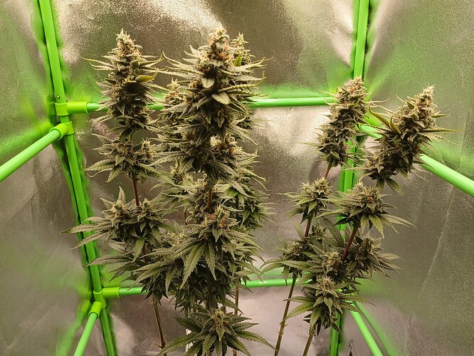 Growreport Bild 8