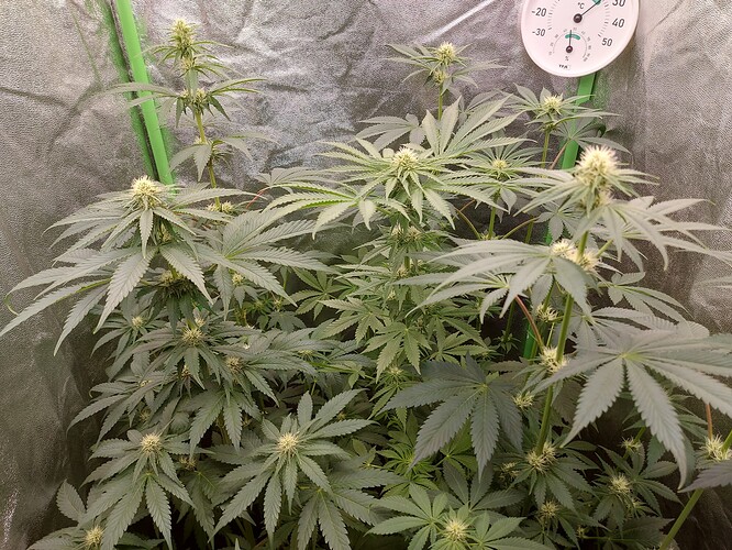 Growreport Bild 2