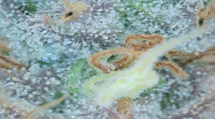 Growreport Bild 9