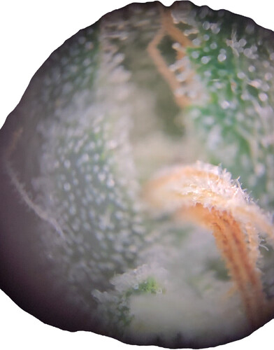 Growreport Bild 1