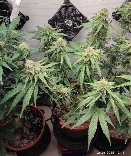 Growreport Bild 2