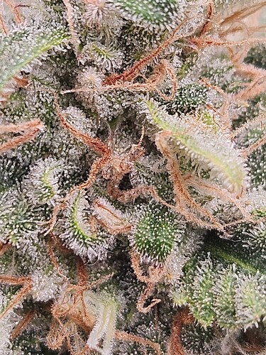 Growreport Bild 6