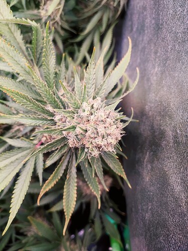 Growreport Bild 25