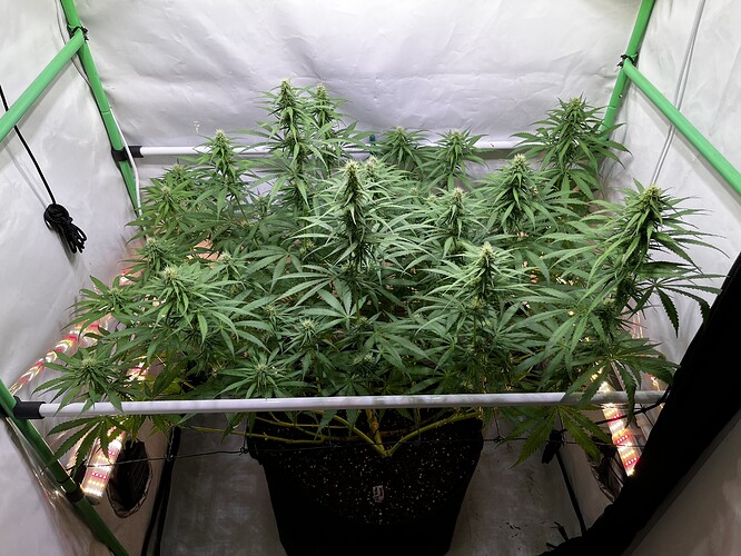 Growreport Bild 1