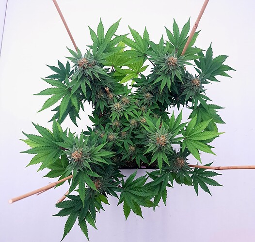 Growreport Bild 10
