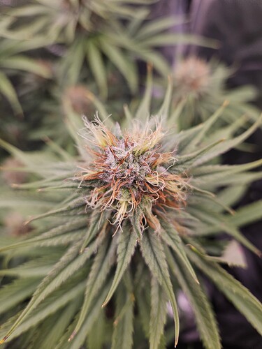 Growreport Bild 10