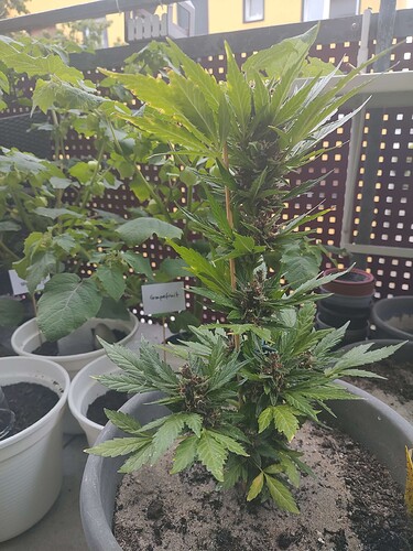 Growreport Bild 18