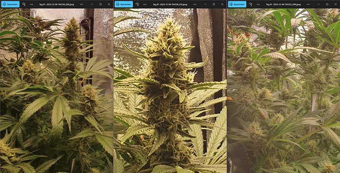 Growreport Bild 5