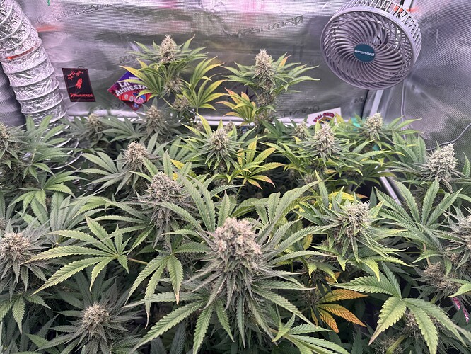 Growreport Bild 3
