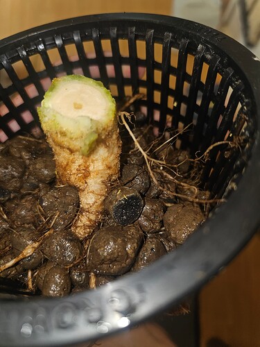 Growreport Bild 32