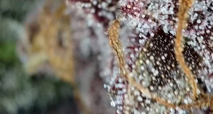 Growreport Bild 7