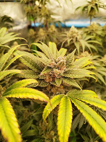 Growreport Bild 27
