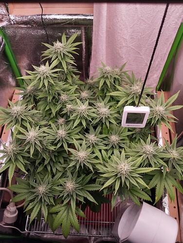 Growreport Bild 4