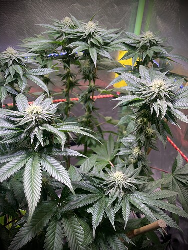 Growreport Bild 11