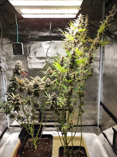 Growreport Bild 3
