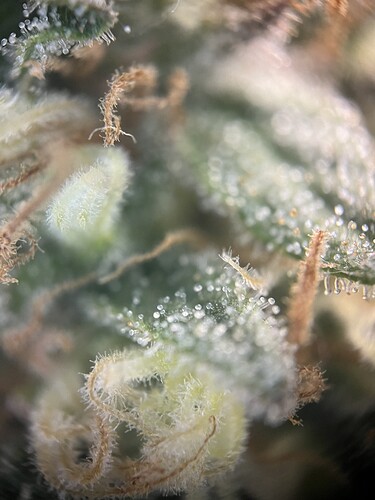 Growreport Bild 13