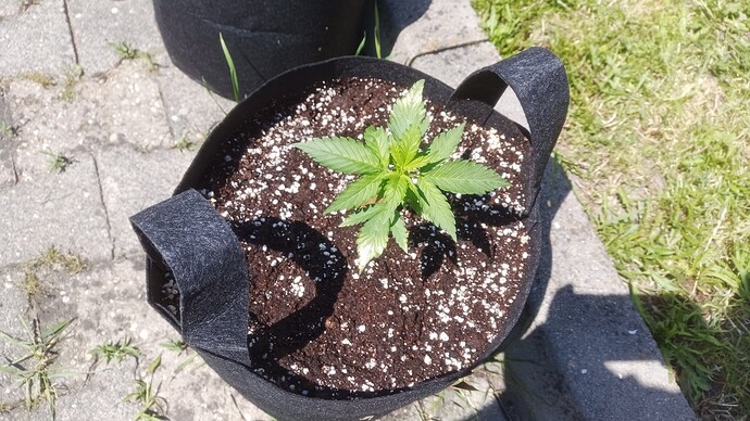 Growreport Bild 3
